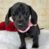 ミニチュアダックスフンド(ロング)