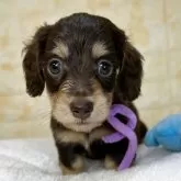 ミニチュアダックスフンド(ロング)【岐阜県・女の子・2025年9月19日・チョコ&イエロー】の写真1