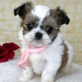 ミックス(チワワ×シーズー)