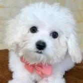 ビションフリーゼ