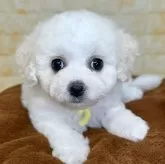 ビションフリーゼ