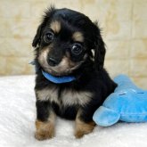 チワックス(チワワ×ダックスフンド)