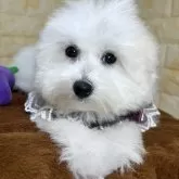 ビションフリーゼ【岐阜県・女の子・2024年8月23日・ホワイト】の写真1