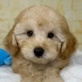 トイプードル(トイ)