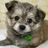 ミックス(ポメラニアン×ビションフリーゼ)【岐阜県・男の子・2025年10月2日・フォーン】の写真1