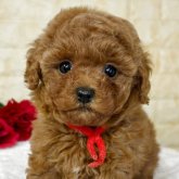 トイプードル(タイニー)