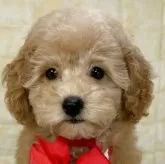 トイプードル(トイ)