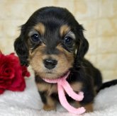 ミニチュアダックスフンド(ロング)