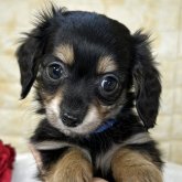 チワックス(チワワ×ダックスフンド)