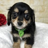 チワックス(チワワ×ダックスフンド)