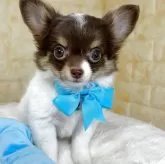 チワワ(ロング)