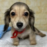 ミニチュアダックスフンド(ロング)