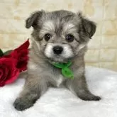 ミックス(ポメラニアン×ビションフリーゼ)【岐阜県・男の子・2025年10月2日・フォーン】の写真2