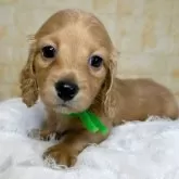 ミニチュアダックスフンド(ロング)【岐阜県・男の子・2025年4月4日・ゴールド】の写真3