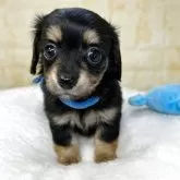 チワックス(チワワ×ダックスフンド)【岐阜県・男の子・2025年9月26日・ブラック&タン】の写真5