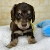 ミニチュアダックスフンド(ロング)【岐阜県・女の子・2025年9月19日・チョコ&イエロー】の写真3