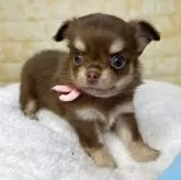 チワワ(ロング)【岐阜県・女の子・2025年9月22日・チョコ&タン】の写真5