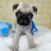 パグ【岐阜県・男の子・2025年8月31日・フォーン】の写真3