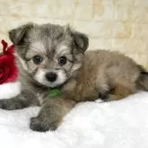 ミックス(ポメラニアン×ビションフリーゼ)【岐阜県・男の子・2025年10月2日・フォーン】の写真3