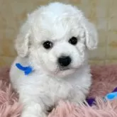 ビションフリーゼ【岐阜県・男の子・2025年2月8日・ホワイト】の写真7