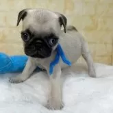 パグ【岐阜県・男の子・2025年8月31日・フォーン】の写真4