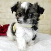 ミックス(チワワ×シーズー)【岐阜県・女の子・2025年10月6日・ホワイト&レッド】の写真9