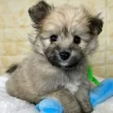 ミックス(ポメラニアン×ビションフリーゼ)【岐阜県・男の子・2025年9月27日・フォーン】の写真4