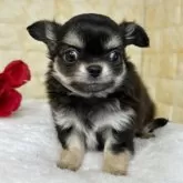 チワワ(ロング)【岐阜県・男の子・2025年10月7日・ブラック&タン】の写真5