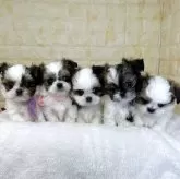 ミックス(チワワ×シーズー)【岐阜県・女の子・2025年10月6日・ホワイト&レッド】の写真5