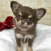 チワワ(ロング)【岐阜県・女の子・2025年9月22日・チョコ&タン】の写真2