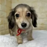 ミニチュアダックスフンド(ロング)【岐阜県・女の子・2025年8月18日・シェーデッドイエロー】の写真3