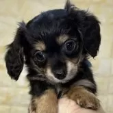 チワックス(チワワ×ダックスフンド)【岐阜県・男の子・2025年9月26日・ブラック&タン】の写真3