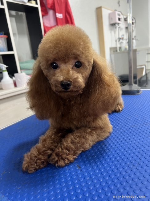 トイプードル【・男の子・2021年12月11日・レッド】