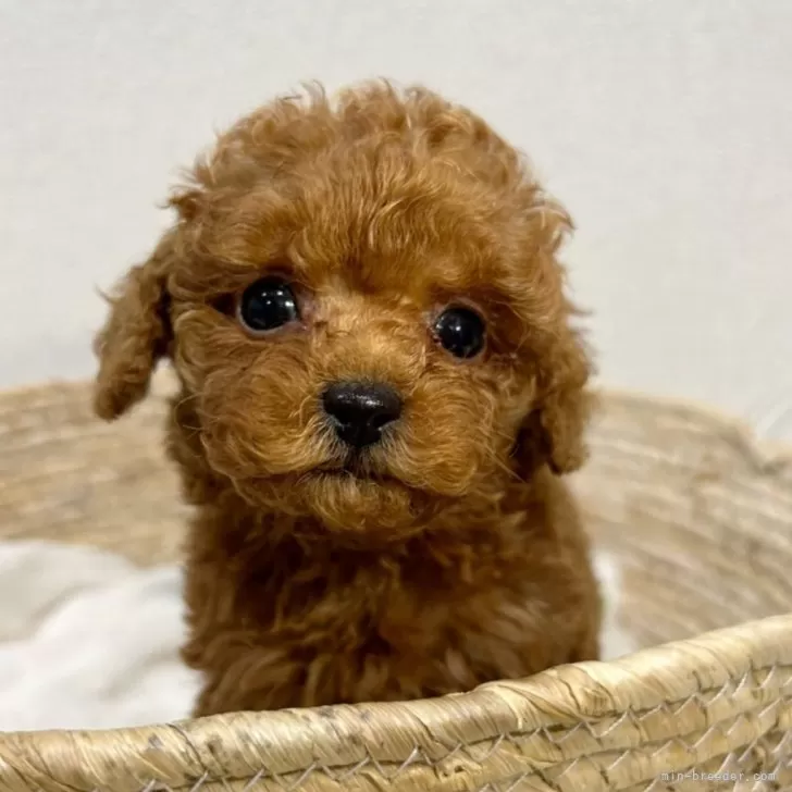 ID：2401-02708の子犬