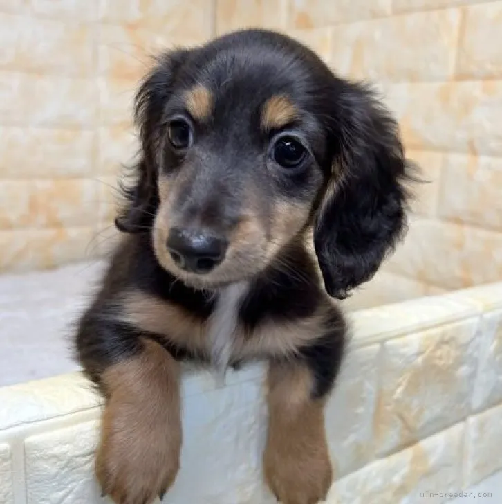 ID：2310-00593の子犬