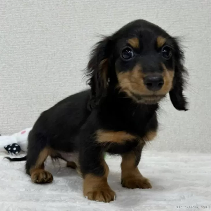 ID：2404-00399の子犬