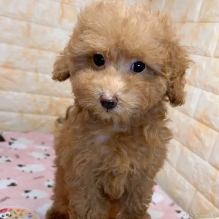 ID：2308-01209の子犬