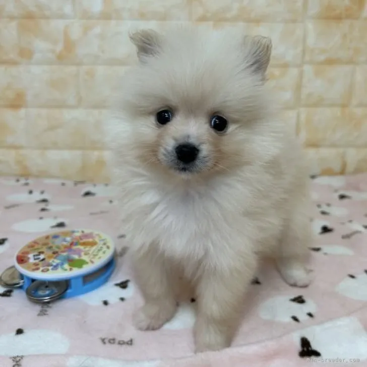 ID：2304-05393の子犬