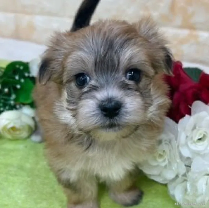 ID：2304-03903の子犬