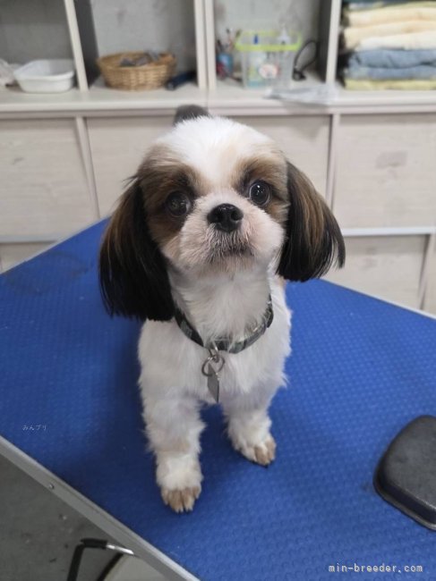 シーズー【・女の子・2024年9月25日・ホワイト&amp;ゴールド】