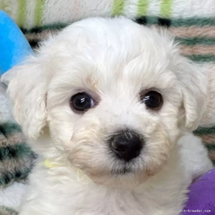 ID：2410-04410の子犬