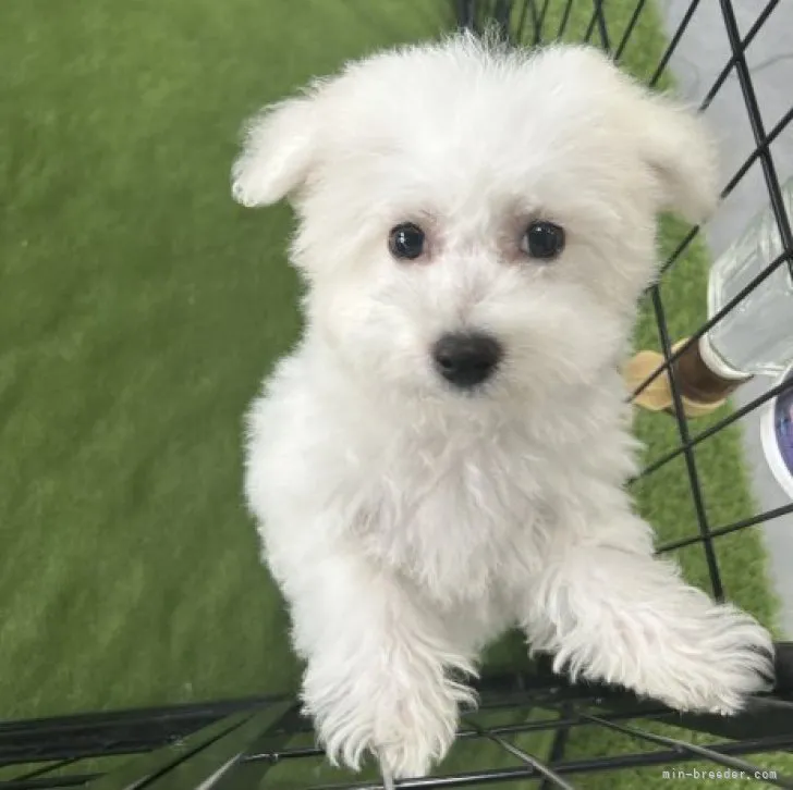 ID：2306-05315の子犬