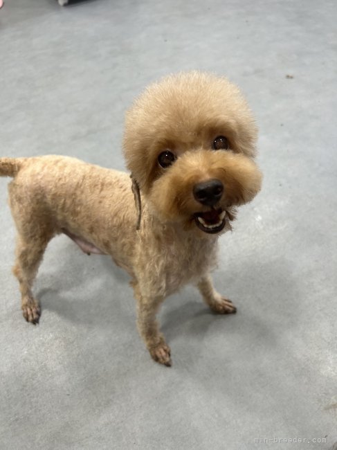 トイプードル【・女の子・2021年5月16日・レッド】