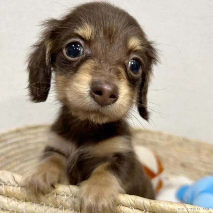 ID：2401-05298の子犬