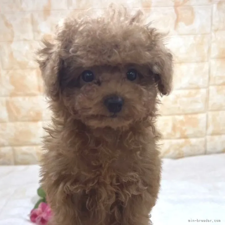 ID：2303-05436の子犬