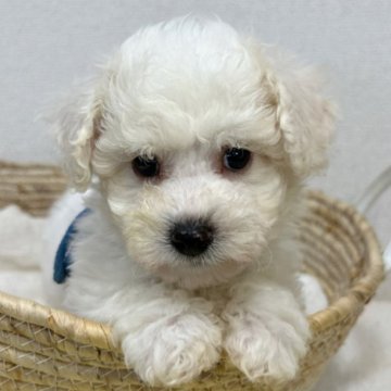 ビションフリーゼ【岐阜県・男の子・2023年12月2日・ホワイト】の写真「やんちゃで活発な男の子です！」