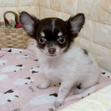 チワワ(ロング)【岐阜県・女の子・2023年7月13日・ホワイト、チョコ&タン】の写真「好奇心旺盛な女の子です☺️」