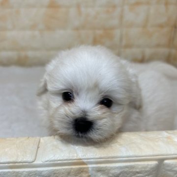 ミックス(ビジョン×ポメラニアン)【岐阜県・男の子・2023年4月8日・クリーム】の写真「特別価格です！可愛いがたくさん詰まったお顔と性格💜」