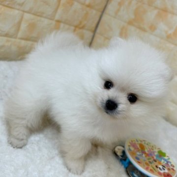 ポメラニアン【岐阜県・男の子・2023年4月21日・クリーム】の写真「マズルが詰まっててお目めクリクリ💜」