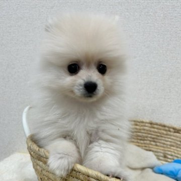 ポメラニアン【岐阜県・男の子・2023年11月18日・クリーム】の写真「パッチリおめめが可愛い男の子💖」